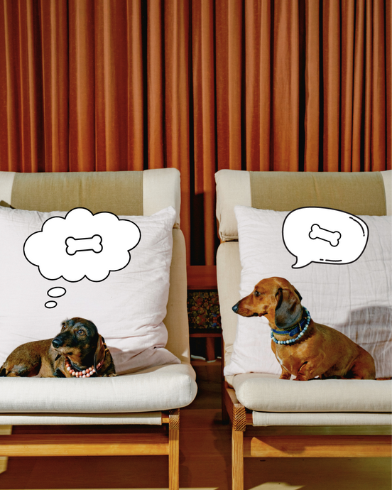 We Interviewed 2 Dogs To Hear About Their New Favourite Pet Care Brand
